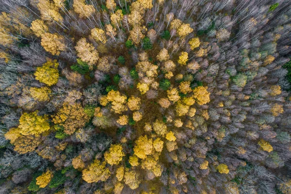 秋天森林的全景照片正上方 — 图库照片