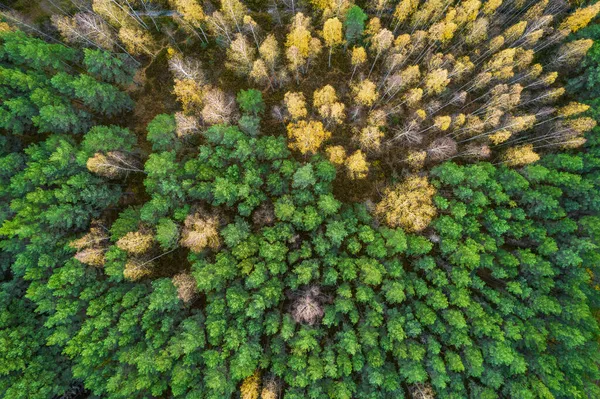 Direttamente sopra full frame colpo di foresta in autunno — Foto Stock