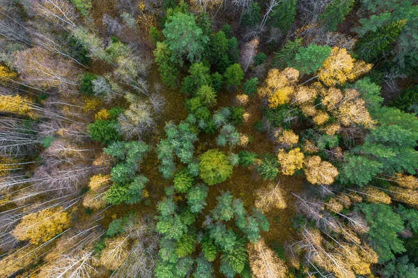 Bezpośrednio nad pełnym kadrem ujęcia lasu jesienią — Zdjęcie stockowe