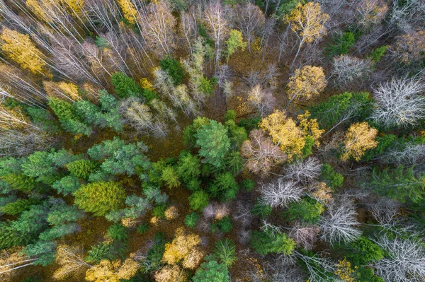 Direkt ovanför hela rambilden av skog på hösten — Stockfoto