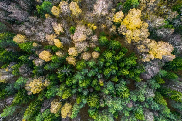 Sonbaharda ormanın tam kare çekiminin hemen üstünde.