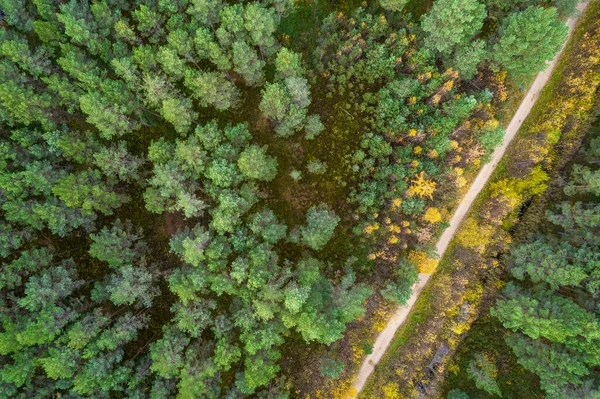 Вид с беспилотника на дорогу и лес в золотое время Стоковая Картинка