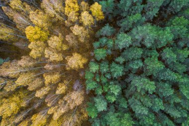 Sonbaharda ormanın tam kare çekiminin hemen üstünde.