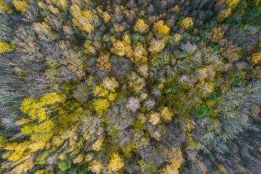 Sonbaharda ormanın tam kare çekiminin hemen üstünde.