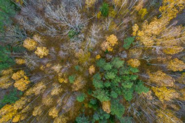Sonbaharda ormanın tam kare çekiminin hemen üstünde.