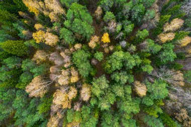 Sonbaharda ormanın tam kare çekiminin hemen üstünde.