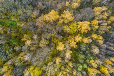 Sonbaharda ormanın tam kare çekiminin hemen üstünde.
