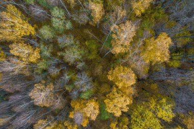 Sonbaharda ormanın tam kare çekiminin hemen üstünde.