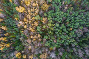 Sonbaharda ormanın tam kare çekiminin hemen üstünde.