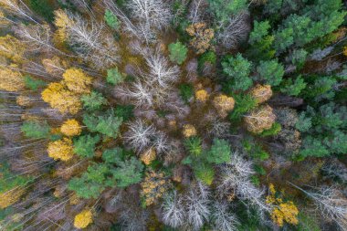 Sonbaharda ormanın tam kare çekiminin hemen üstünde.