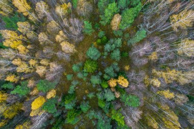 Sonbaharda ormanın tam kare çekiminin hemen üstünde.