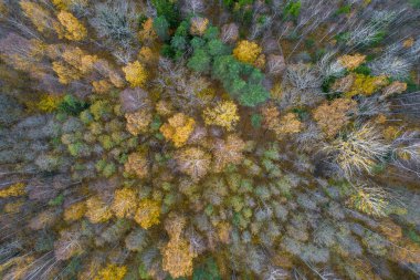 Sonbaharda ormanın tam kare çekiminin hemen üstünde.