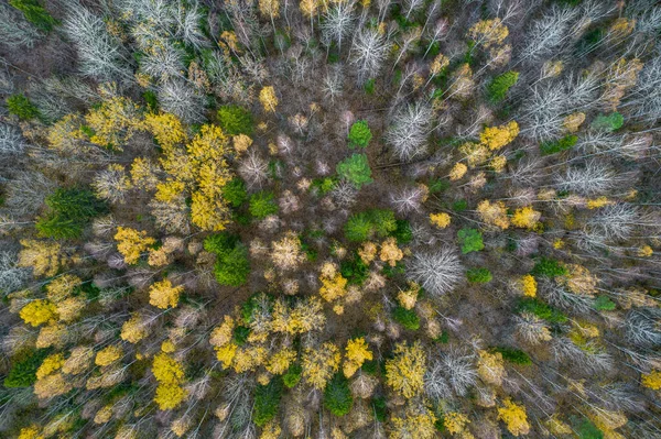 Diretamente acima do quadro cheio tiro de floresta no outono — Fotografia de Stock