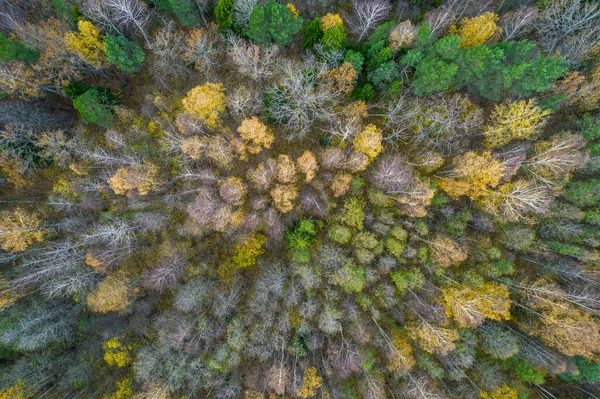 Безпосередньо над повним каркасним знімком лісу восени — стокове фото