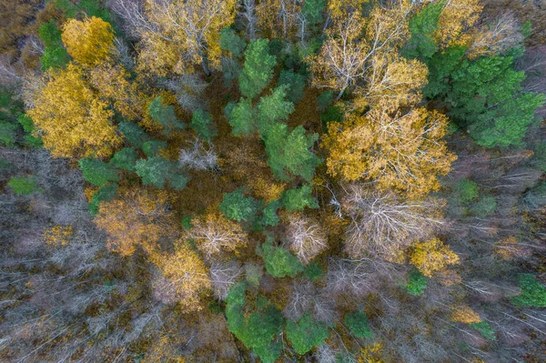 Direkt ovanför hela rambilden av skog på hösten — Stockfoto