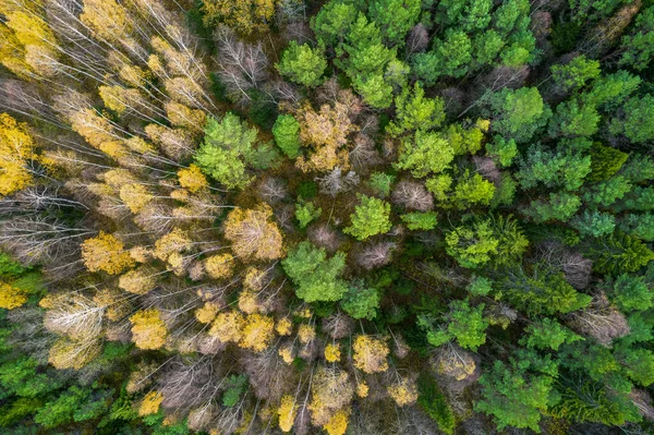 秋天森林的全景照片正上方 — 图库照片