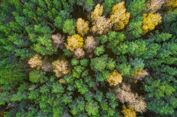 Непосредственно над полным кадром снимка леса осенью — стоковое фото