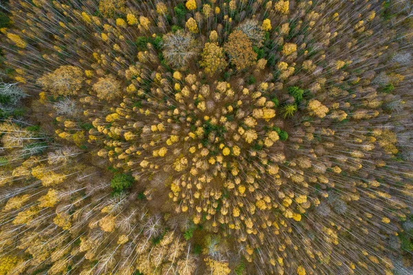 Direttamente sopra full frame colpo di foresta in autunno — Foto Stock