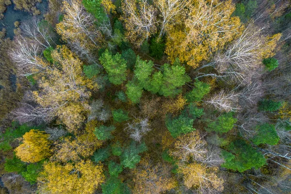 Ακριβώς πάνω από την πλήρη εικόνα του δάσους το φθινόπωρο — Φωτογραφία Αρχείου