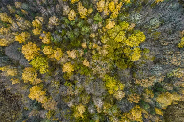 秋天森林的全景照片正上方 — 图库照片