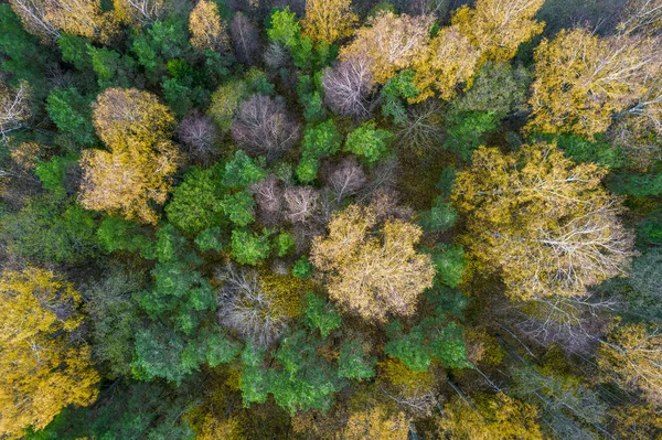 Direkt ovanför hela rambilden av skog på hösten — Stockfoto