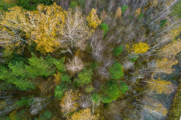 Безпосередньо над повним каркасним знімком лісу восени — стокове фото