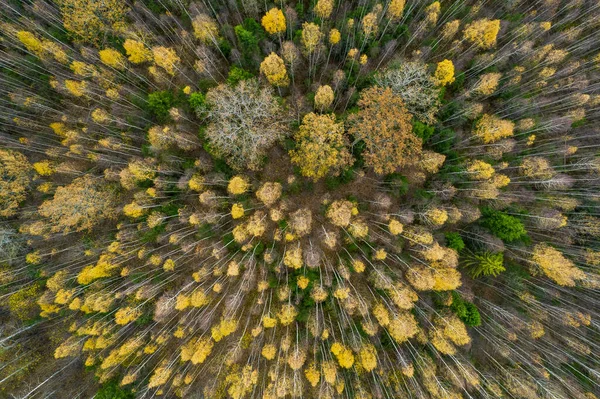 Přímo nad plným snímkem lesa na podzim — Stock fotografie