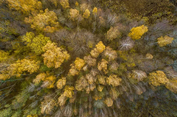 Direkt über Vollbild-Aufnahme des Waldes im Herbst — Stockfoto