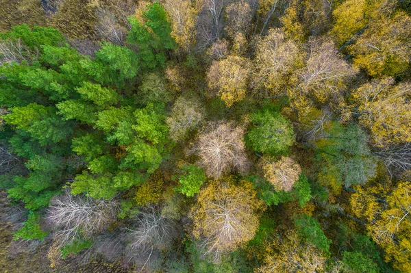 Directement au-dessus du plein cadre de la forêt en automne — Photo