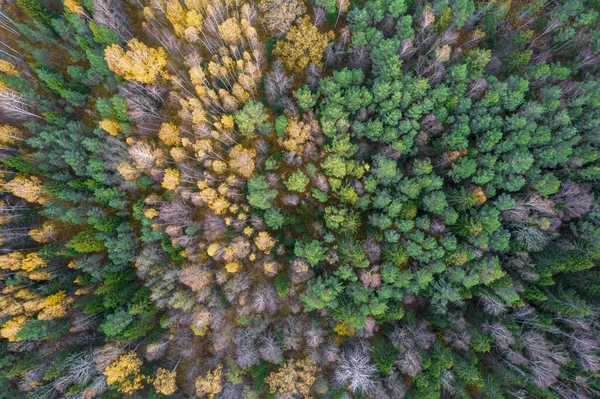 Directly above full frame shot of forest in autumn — Stock Photo, Image