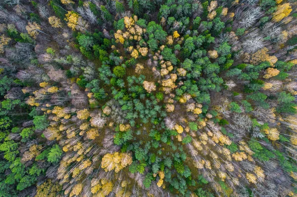 Sonbaharda ormanın tam kare çekiminin hemen üstünde. — Stok fotoğraf