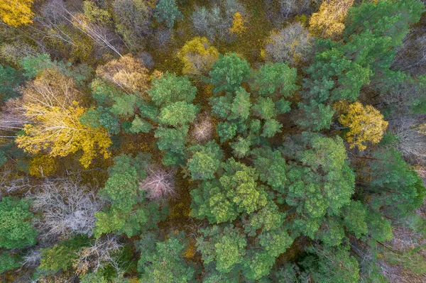 Sonbaharda ormanın tam kare çekiminin hemen üstünde. — Stok fotoğraf