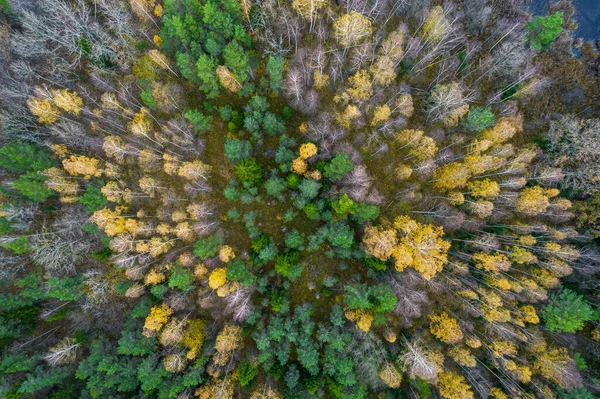 Diretamente acima do quadro cheio tiro de floresta no outono — Fotografia de Stock