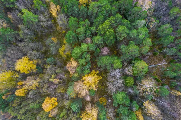 Diretamente acima do quadro cheio tiro de floresta no outono — Fotografia de Stock
