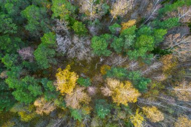 Sonbaharda ormanın tam kare çekiminin hemen üstünde.
