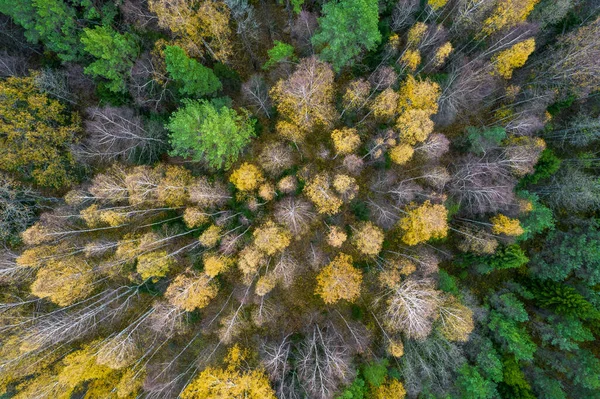 Directement au-dessus du plein cadre de la forêt en automne — Photo