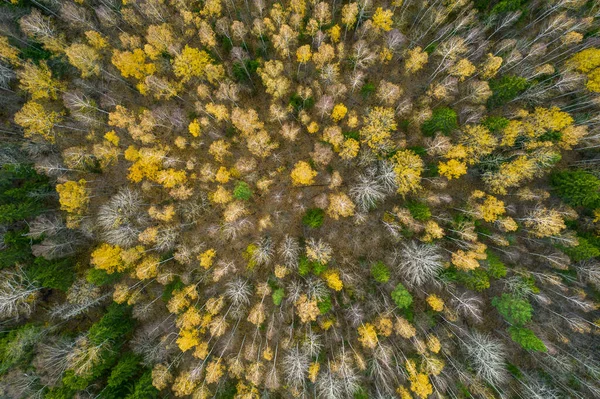 Direkt über Vollbild-Aufnahme des Waldes im Herbst — Stockfoto