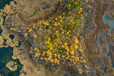 Sonbaharda ormanın tam kare çekiminin hemen üstünde.