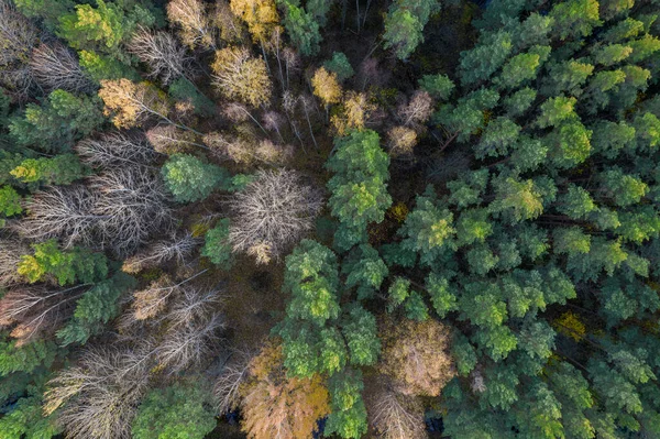 Diretamente acima do quadro cheio tiro de floresta no outono — Fotografia de Stock