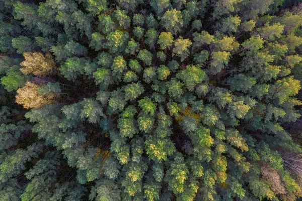 Bezpośrednio nad pełnym kadrem ujęcia lasu jesienią — Zdjęcie stockowe