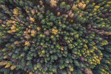 Sonbaharda ormanın tam kare çekiminin hemen üstünde.