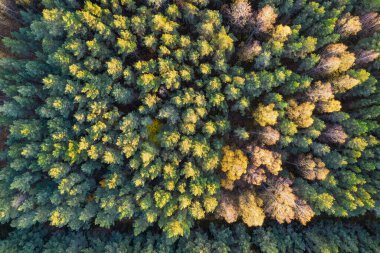 Sonbaharda ormanın tam kare çekiminin hemen üstünde.
