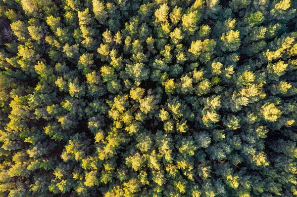 Direkt über Vollbild-Aufnahme des Waldes im Herbst — Stockfoto