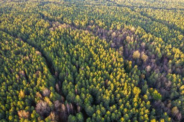 Sonbaharda ormanın tam kare çekiminin hemen üstünde.
