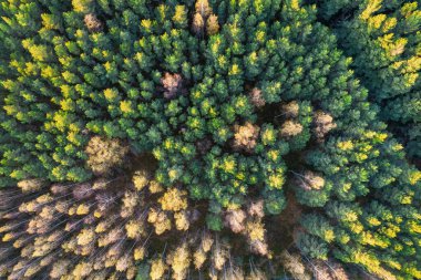 Sonbaharda ormanın tam kare çekiminin hemen üstünde.