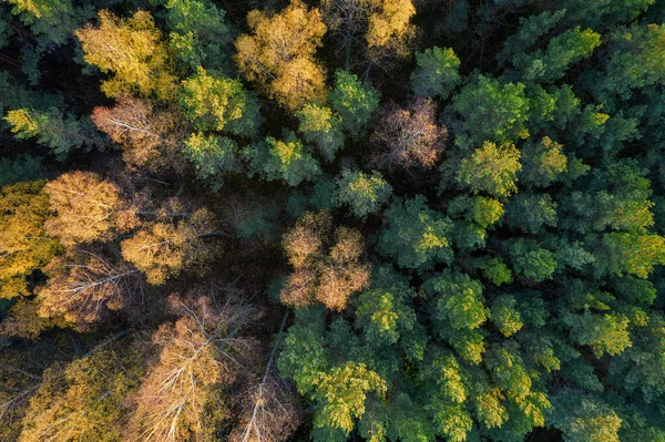 Direkt ovanför hela rambilden av skog på hösten — Stockfoto