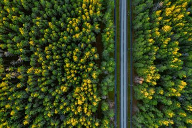 Altın çağda yol ve ormanın insansız hava aracı görüntüsü