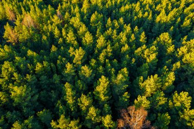 Sonbaharda ormanın tam kare çekiminin hemen üstünde.