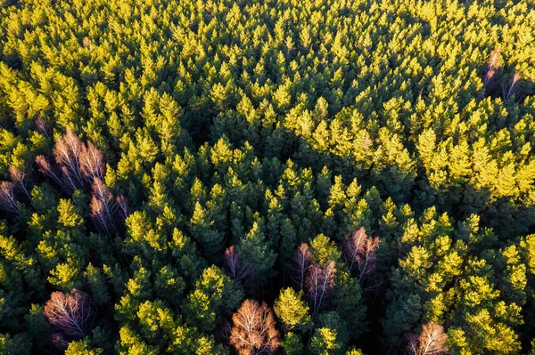 Directly above full frame shot of forest in autumn — Stock Photo, Image