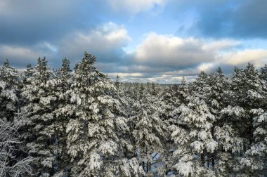 Kış çam ormanları ve huş ağaçları karla kaplı.